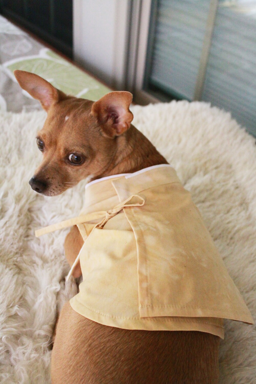 hanbok for dogs