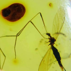 May include: A piece of amber containing a preserved insect. The insect has long legs, wings, and a dark body. The amber is a translucent yellow colour, with a large, dark brown inclusion.