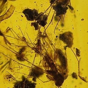 Burma Bernstein Fossilien/Käferschwarm/Insektenkolonie/100% echter Bernstein/Kreidezeit Dinosauriereinschlüsse