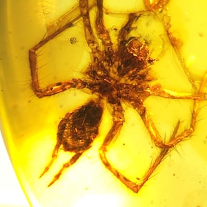 Könnte beinhalten: Eine in Bernstein konservierte Spinne. Die Spinne hat eine dunkelbraune Farbe, mit sichtbaren Beinen und Körperdetails. Der Bernstein hat einen durchscheinenden, goldgelben Farbton, mit einigen Blasen und Unvollkommenheiten.