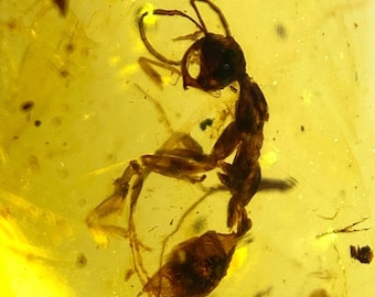 Puede incluir: Una hormiga fosilizada conservada en ámbar. El insecto es de color marrón oscuro, con patas, antenas y segmentos corporales visibles. El ámbar tiene un tono amarillo dorado translúcido, con pequeñas partículas suspendidas.