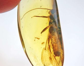 Puede incluir: Un trozo de ámbar con un insecto preservado. El ámbar es de color amarillo-naranja translúcido, y el insecto es visible en su interior. El insecto tiene alas y antenas. El ámbar se sostiene entre dos dedos.