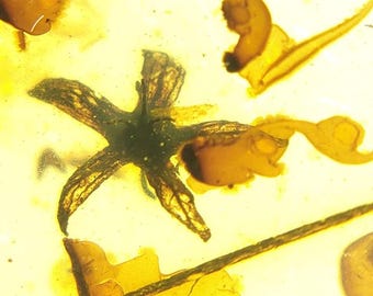 Puede incluir: Primer plano de un trozo de ámbar con una flor preservada. La flor tiene forma de estrella con múltiples pétalos y un centro verde oscuro. El ámbar es de color amarillo translúcido.