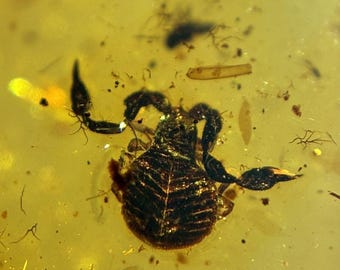 Burmese amber fossils/ Pseudoscorpion/100% genuine amber/Cretaceous dinosaur inclusions
