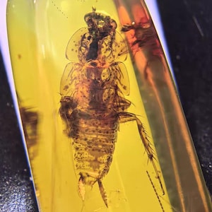 Può includere: Primo piano di un pezzo d'ambra con un insetto conservato. L'ambra è di colore giallo traslucido e l'insetto è marrone scuro, con zampe, antenne e segmenti del corpo visibili. L'insetto è racchiuso nell'ambra.