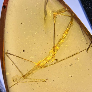 May include: A piece of amber with a preserved insect. The amber is a translucent, golden-yellow color, and the insect is a slender, stick-like shape with visible legs and antennae. The insect is encased within the amber, showcasing its intricate details.