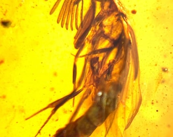 Puede incluir: Un insecto fosilizado conservado en ámbar. El insecto es de color marrón oscuro, con alas y patas visibles. El ámbar tiene un tono amarillo dorado translúcido, con pequeñas burbujas de aire.