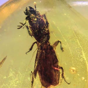 Fósil de ámbar birmano / Mandíbulas / Escarabajo depredador grande / Escarabajo estafilínido / Inclusiones de dinosaurios del Cretácico