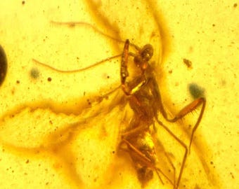 Puede incluir: Un insecto preservado en ámbar. El insecto es de color marrón claro, con patas, antenas y alas visibles. El ámbar tiene un tono amarillo dorado translúcido, con pequeñas partículas suspendidas en su interior.