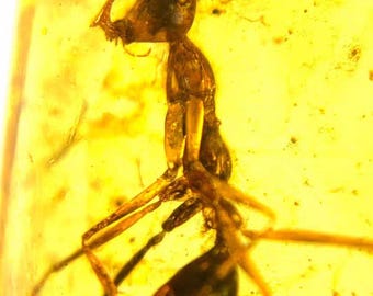 Burmese amber/Haidomyrmex/Haidomyrmecinae/Hell Ant Fossil/100% genuine amber/Cretaceous dinosaur inclusions