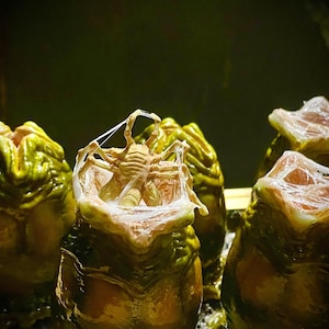 May include: Close-up of several alien eggs, some partially opened, revealing a facehugger. The eggs are a mix of green and tan, with a textured, organic appearance. The facehugger is tan and spider-like, with a long tail.