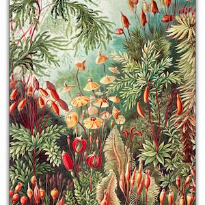 Kunstformen der Natur (1904) by Ernst Haeckel Puzzle - 66PCS - #6508