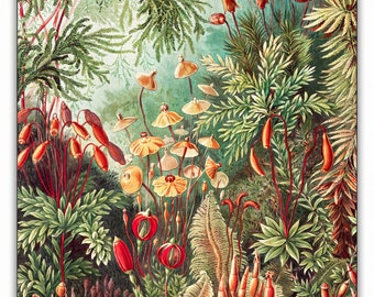 Kunstformen der Natur (1904) by Ernst Haeckel Puzzle - 66PCS - #6508