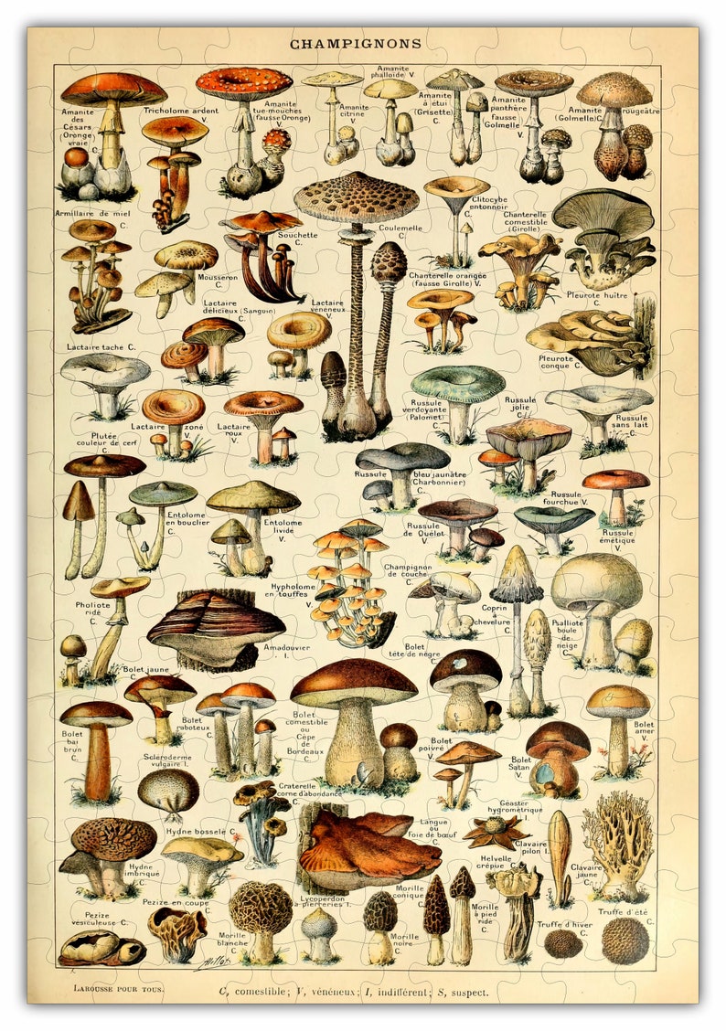 Mushroom Species Chart Puzzle 6697 Wooden Jigsaw Puzzle 160pcs image 1