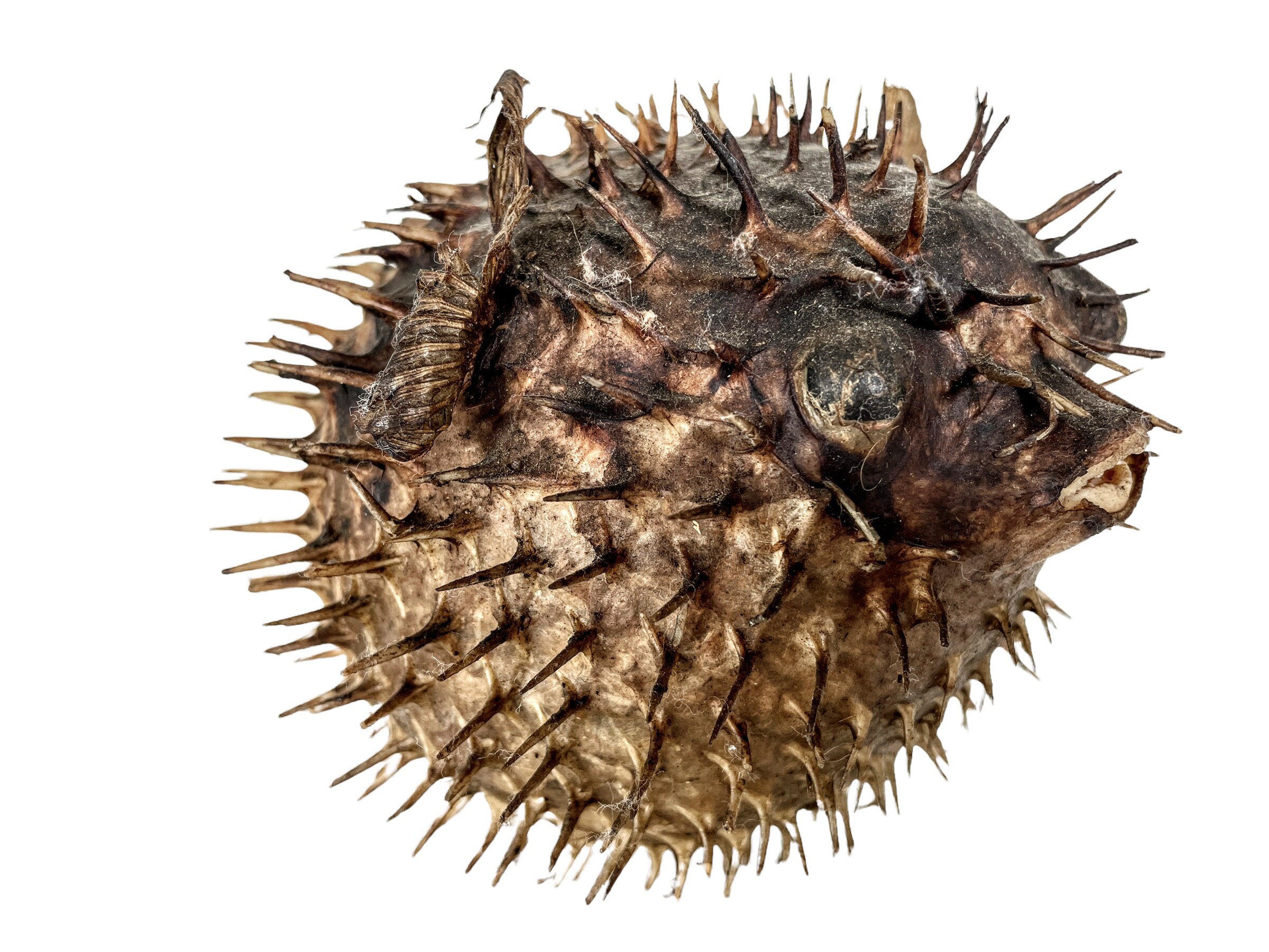 Puffer fish taxidermy - Etsy 日本