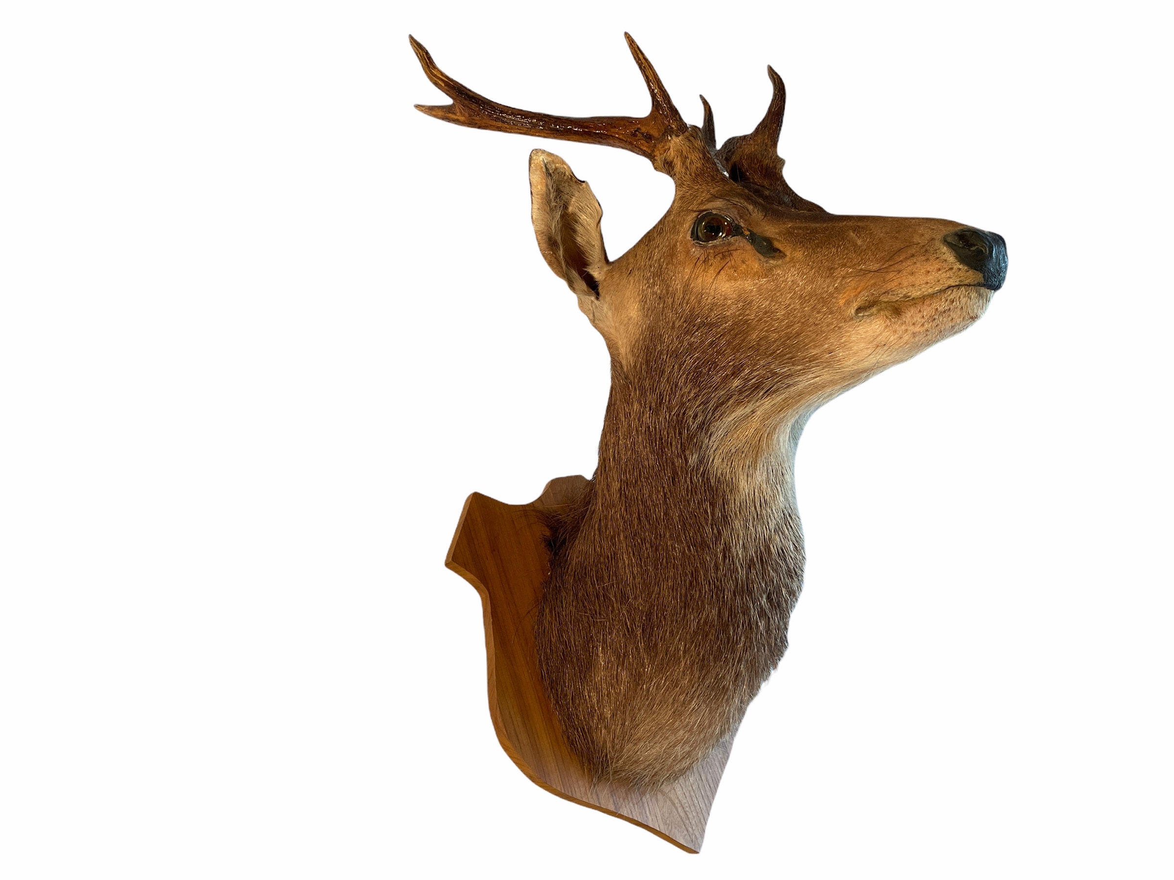 Vintage French Mounted Deer Stag Head Taxidermy Wall Mounting Figurine  Statue Hunting Trophy Man Cave Fine Speciman Circa 1980-90's / EVE - Etsy, image size:2400x1800