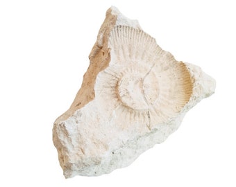 Vintage French Extra Large Fossil Ammonoid Organic Natural Desktop Sculpture Ancient Desk Gift circa 100-200 million years / EVE of Europe