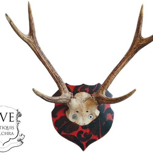 Vintage French Large Deer Stag Antler Horn Animal Display Ornament Wall Decor Hunting shops Lodge Taxidermy Man Cave c1960-70's / EVE of England