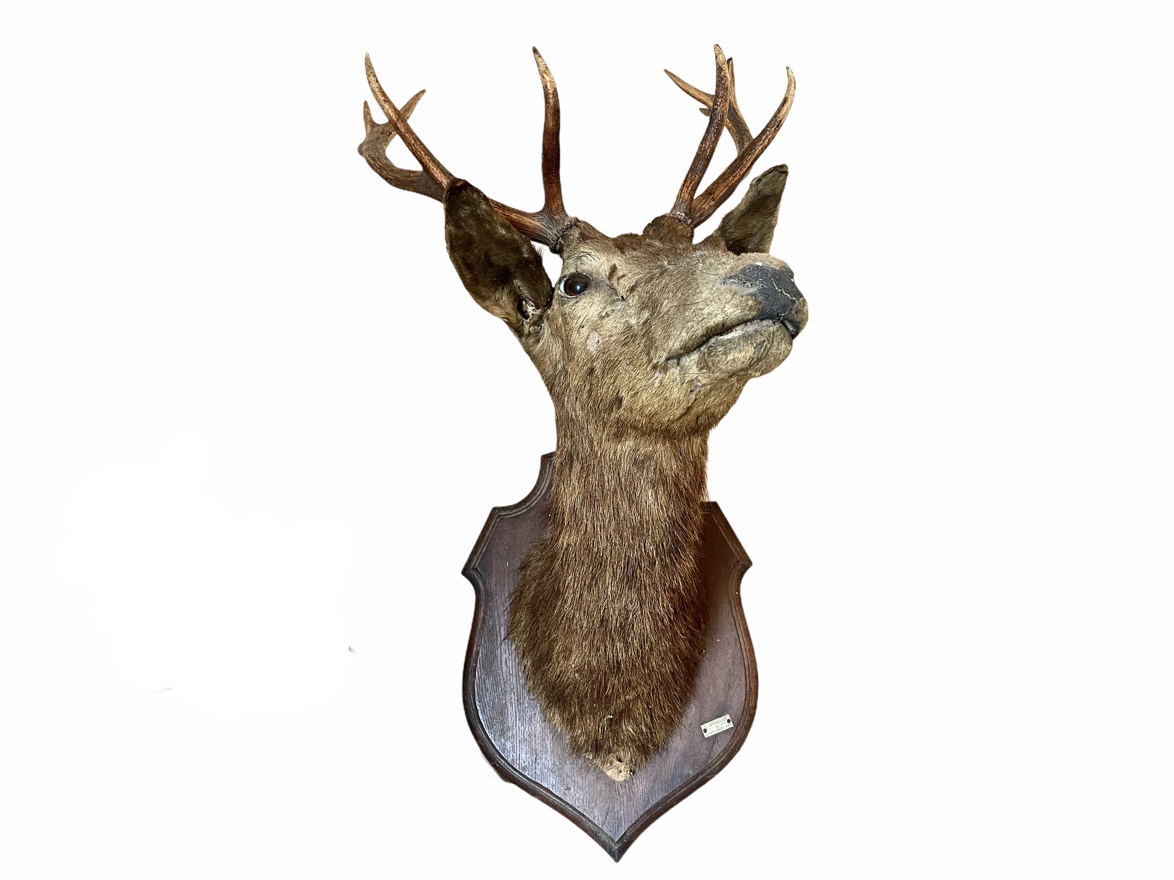 Antique French Large Mounted Deer Stag Head Taxidermy J. - Etsy