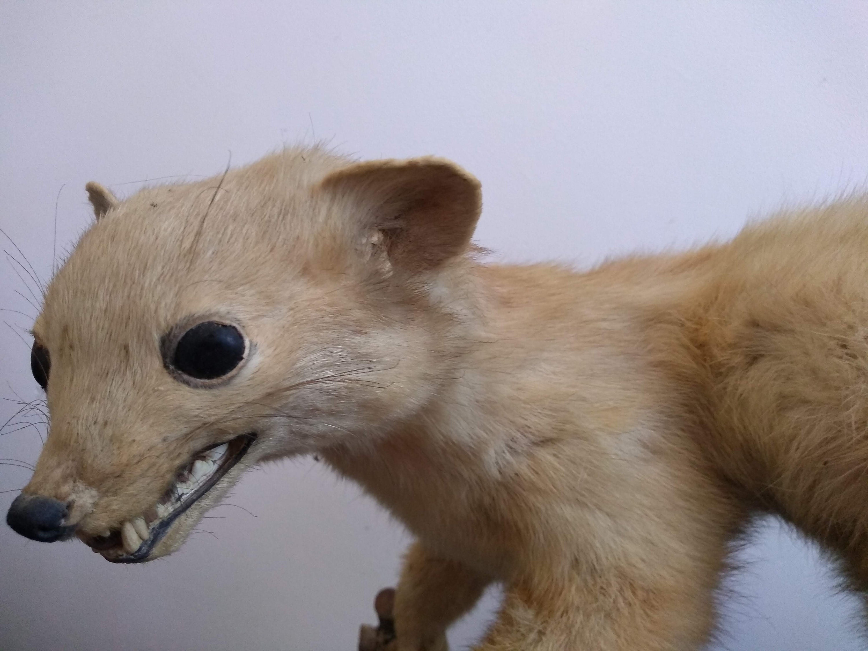 Vintage French mounted Pine Martin Weasel Ferret taxidermy Vintage French mounted Pine Martin Weasel Ferret taxidermy