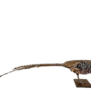 Può includere: Un fagiano marrone e bianco con una lunga coda, montato su una base di legno.