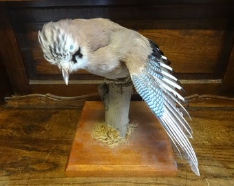 Vintage French mounted Jay Bird taxidermy figurine statue on wood base curio display decor circa 1970-80's / EVE of Europe