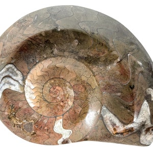 Vintage French Polished Fossil Ammonoid organic natural desktop sculpture circa 1990&#39;s / EVE