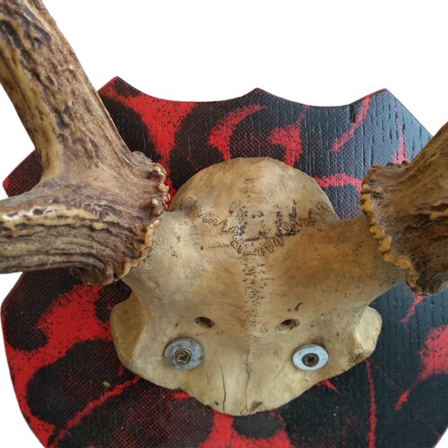 Vintage French Large Deer Stag Antler Horn Animal Display Ornament Wall Decor Hunting shops Lodge Taxidermy Man Cave c1960-70's / EVE of England