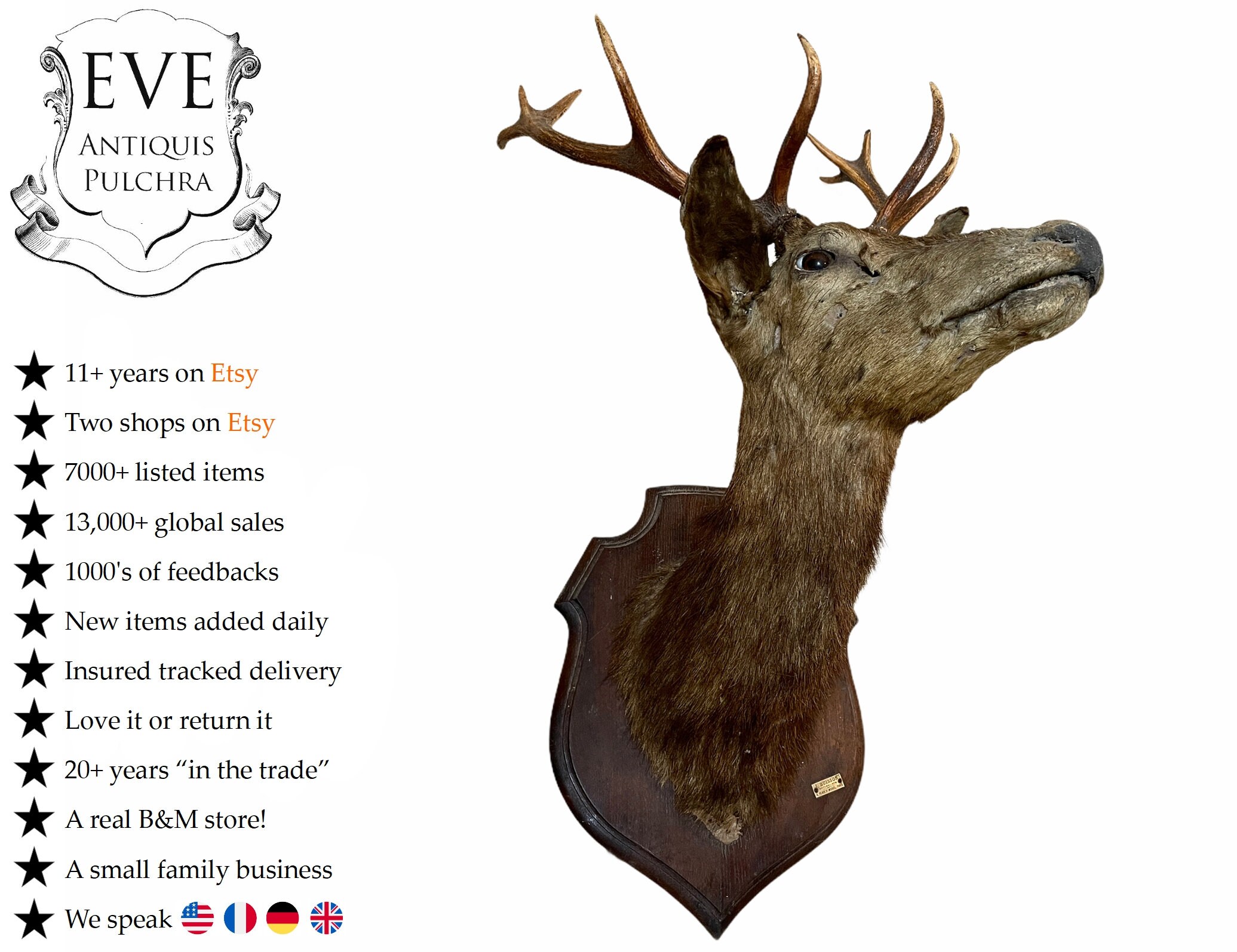 Antique French Large Mounted Deer Stag Head Taxidermy J. - Etsy