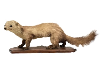 Vintage French mounted Pine Martin Weasel Ferret taxidermy figurine statue on wood branch root wall trophy circa 1950-60's / EVE of Europe