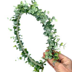 Corona de hoja de eucalipto verde, tocado, día de San Patricio, traje de toga, verde salvia, laurel de pelo de hoja, guirnalda, boda griega, romano, círculo