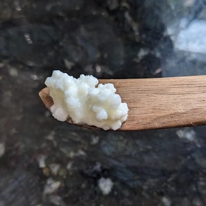 Kefir Grains