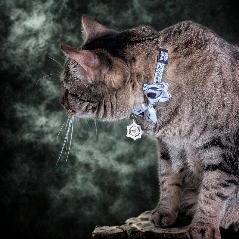 May include: A tabby cat wearing a decorative collar with a bow and a pendant. The collar has a black and white pattern, and the pendant is a silver-colored, star-shaped design. The cat is sitting on a wooden surface against a dark, smoky background.