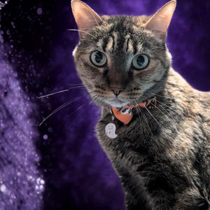May include: A tabby cat with green eyes and a Halloween-themed collar. The orange collar features a ghost tag and a festive pattern. The cat is set against a purple background.