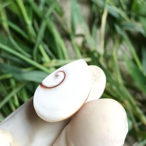 May include: A white seashell with a brown spiral pattern. The shell has a smooth, polished surface and a rounded form. The shell is held by a gloved hand, with green grass visible in the background.
