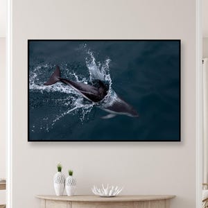Jumping Dolphin Entering Ocean – Walvis Bay Namibia Wildlife Photography Print by Mindia Midelashvili