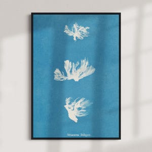 Vintage Cyanotype Botanical Print – Schizonema Dillwynii (1853) | Anna Atkins Seaweed Algae Nature Art