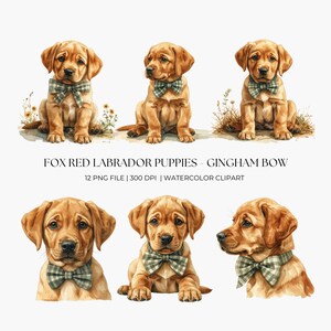 May include: Watercolor clipart of six fox red Labrador puppies. Each puppy wears a green and white gingham bow tie. The text "FOX RED LABRADOR PUPPIES - GINGHAM BOW" is displayed below the puppies.
