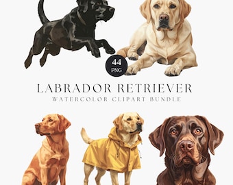 Conjunto de imágenes prediseñadas de Labrador Retriever: amarillo, negro, chocolate y rojo (44 PNG)