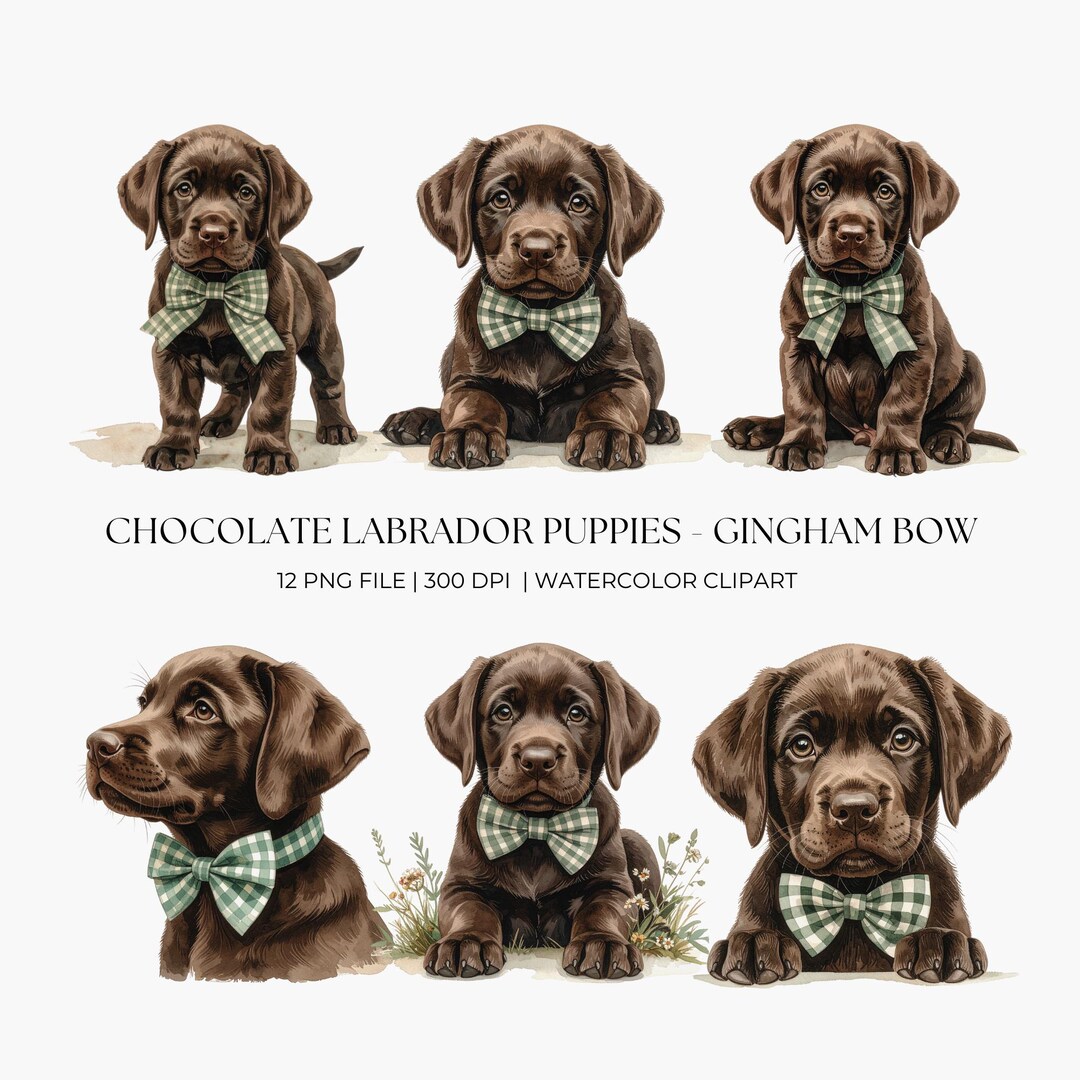 Chocolate Labrador Puppy Clipart | 12 PNG Watercolor Lab Dog | Gingham ...
