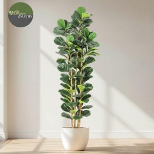 Może przedstawiać: Sztuczne drzewo Ficus lyrata w białej donicy. Drzewo ma duże, ciemnozielone liście z jaśniejszym, zielonym nowym wzrostem. Łodygi są w kolorze jasnobrązowym. Donica ma prosty, nowoczesny design.