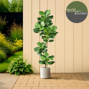May include: A tall, artificial fiddle-leaf fig tree with large, green leaves in a white cylindrical pot. The plant stands against a light yellow wooden wall, with a garden visible in the background. The logo for Silken Stems is in the upper right corner.