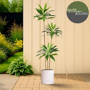 Könnte beinhalten: Eine künstliche Pflanze mit drei Stielen und grünen Blättern in einem weißen, zylindrischen Topf. Die Pflanze steht vor einer hellen Holzwand. Das Logo von Silken Stems befindet sich in der oberen rechten Ecke. Dekoration.