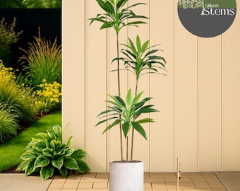 Árbol de dracaena artificial: adorno de jardín con hojas de palo de Brasil (50-22 cm)