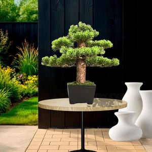 Può includere: Un bonsai in un vaso quadrato nero è su un tavolo rotondo colorato chiaro con una base nera. L'albero ha un fogliame verde e un tronco marrone. Tre vasi bianchi sono a destra. Lo sfondo include un muro nero e vegetazione.