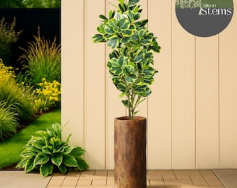Eleganter künstlicher Ficus Baum - Dekorative Pflanze für drinnen / draußen