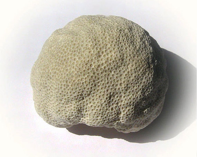 Mineralized Brain Coral Fossil Specimen Etsy