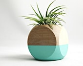 Mini Geometric Air Plant Planter // Aqua + Wood (with air plant)