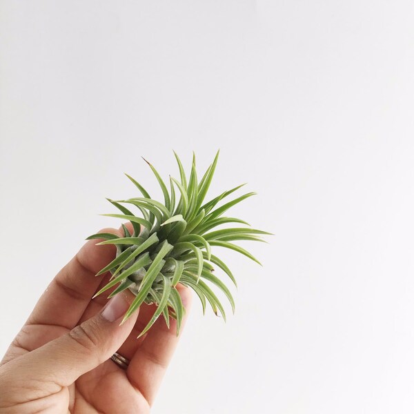 Single Ionantha Air Plant // Small to Medium