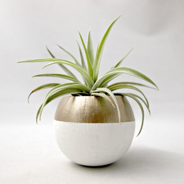 Air Plant Pod // Mini Gold Colorblock Air Plant Pot (with Air Plant)